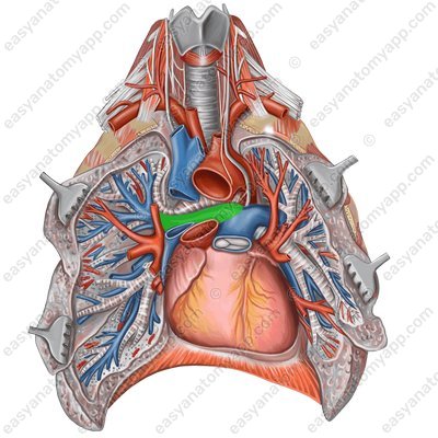 Правая легочная артерия (a. pulmonalis dextra)- вид спереди